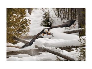 Обектив Canon RF 800mm F5.6L IS USM